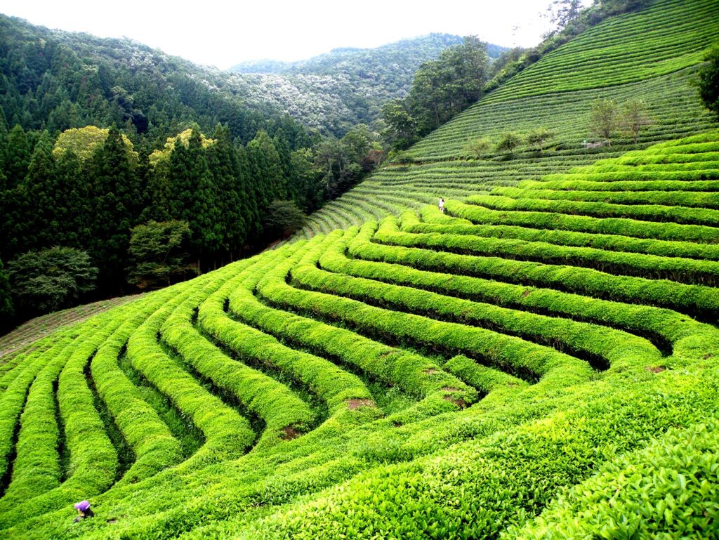 Happy Valley Tea Estate