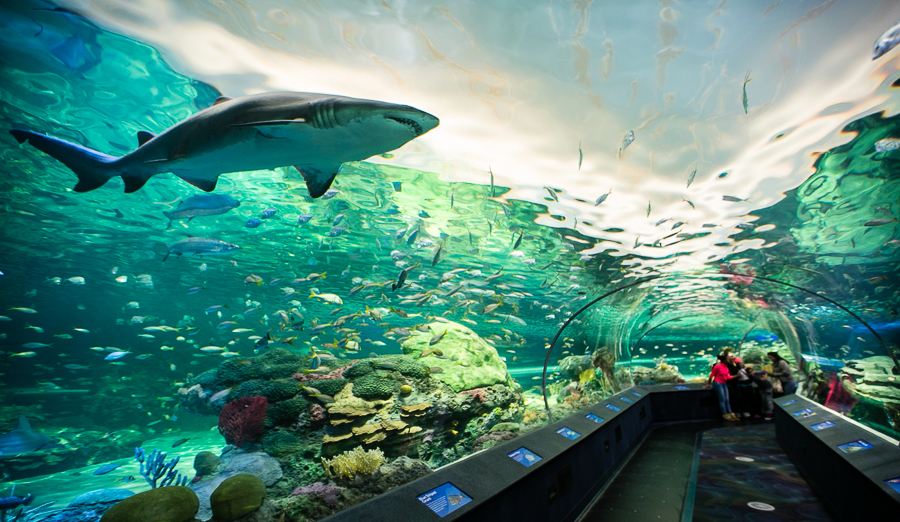 Riplays Aquarium toronto canada - To 10 Best things to do in Toronto, Canada