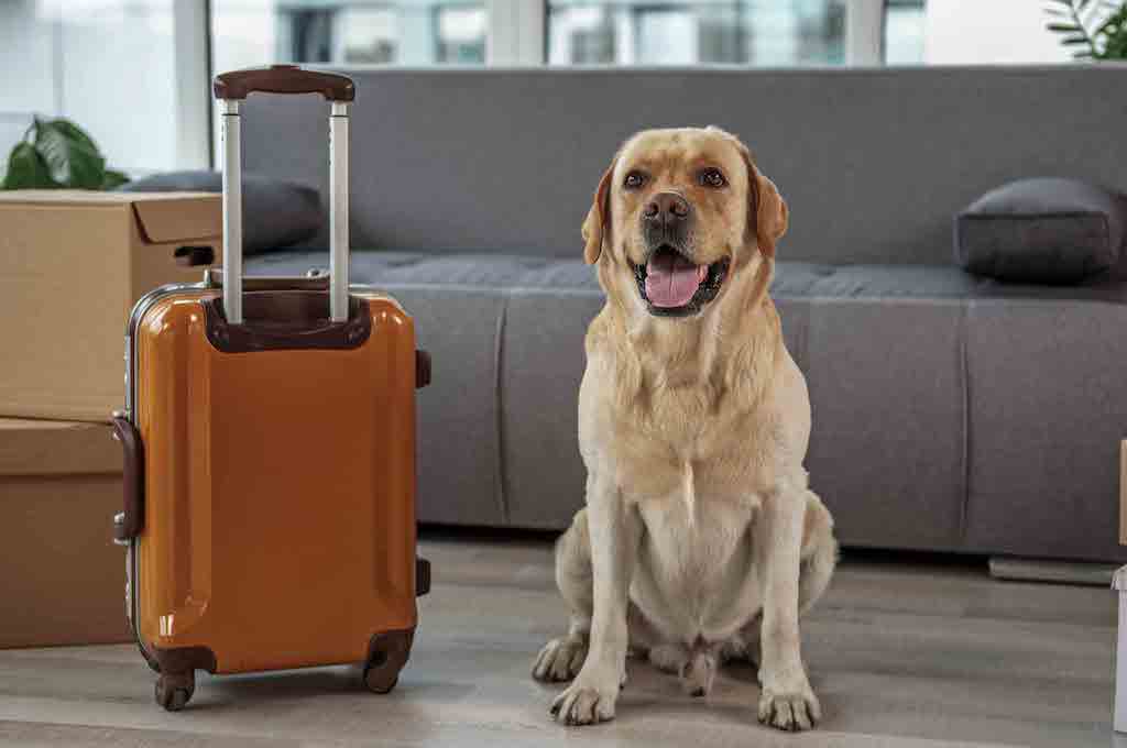 Smooth Airport Security Check