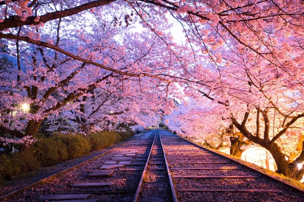 Cherry Blossom Train Japan