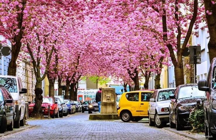 Cherry Blossom in europe - Cherry Blossom in Europe by Train: Springtime Rail Adventures Through Blooming Landscapes