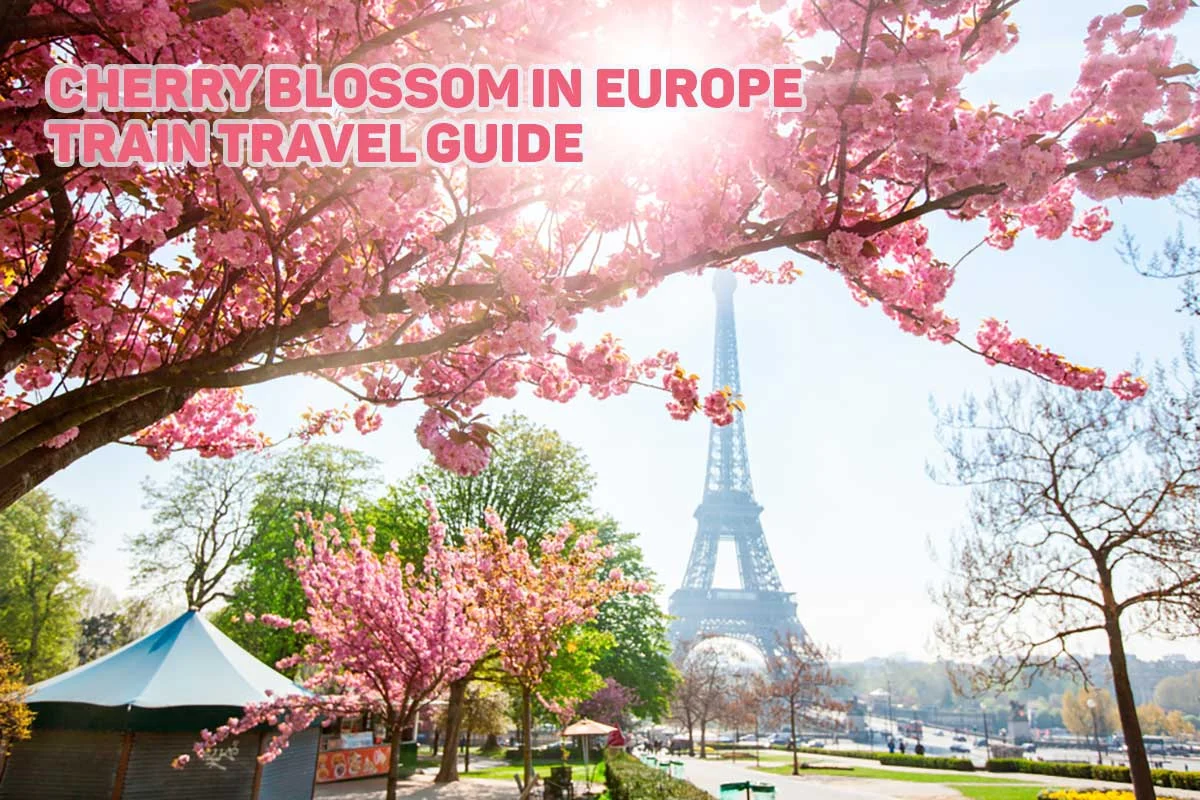 cherry blossom in Europe by train